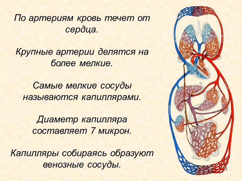 3 По артериям кровь течет от сердца.  Крупные артерии делятся на более мелкие.